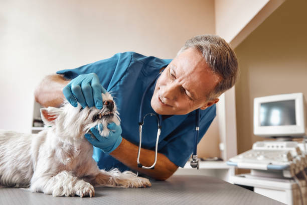 Best Emergency Dental Surgery in Littlefield, TX